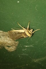 Ochropleura implecta