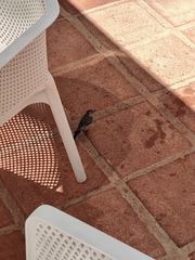 Motacilla alba
