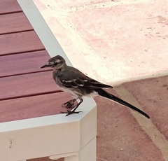 Motacilla alba