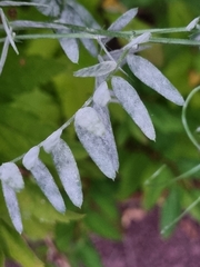 Erysiphe pisi