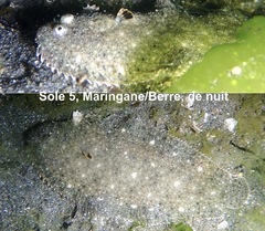 Solea aegyptiaca