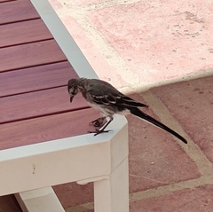 Motacilla alba