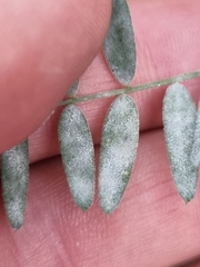 Erysiphe pisi