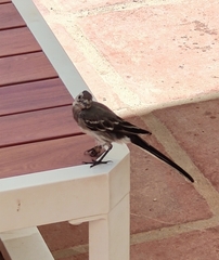 Motacilla alba