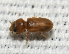 Tropicus pusillus