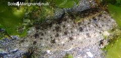 Solea aegyptiaca