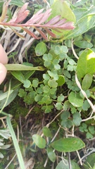 Thalictrum alpinum