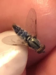 Ozodiceromyia notata