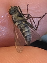 Ozodiceromyia notata