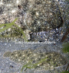 Solea aegyptiaca