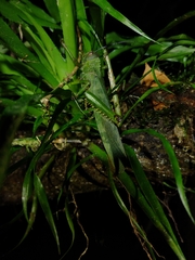 Tropidacris cristata grandis