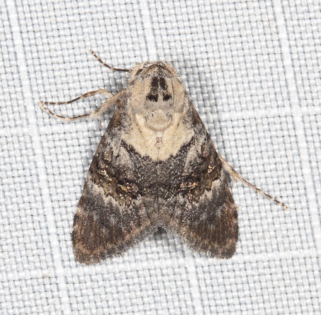 Acatapaustus leucospila