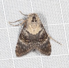 Acatapaustus leucospila