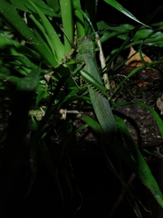 Tropidacris cristata grandis