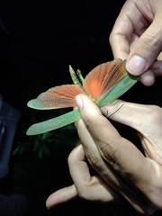 Tropidacris cristata grandis