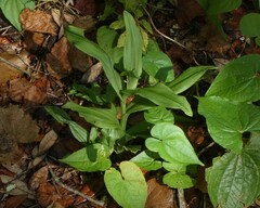Habenaria floribunda
