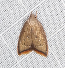Parocystola leucospora