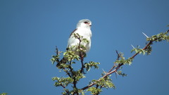 Polihierax semitorquatus