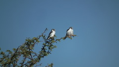 Polihierax semitorquatus