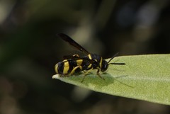 Leucospis