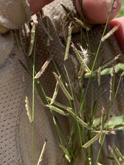 Bouteloua barbata rothrockii