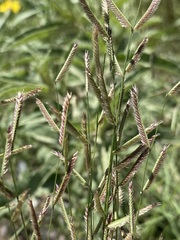 Bouteloua barbata rothrockii