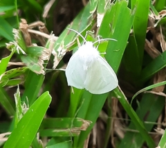 Spilosoma congrua