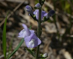 Scutellaria arenicola