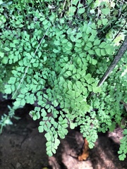 Adiantum raddianum