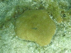 Elacatinus genie