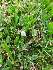 Spilosoma congrua