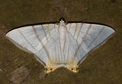 Phrygionis platinata