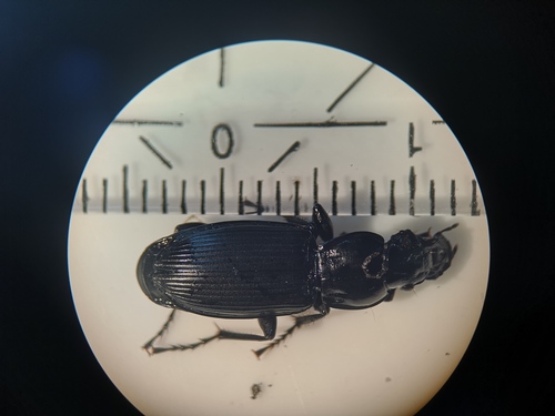 Rain Beetle, 9261 Eastermar, Netherlands, photo 9 of 10