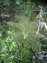 Araucaria heterophylla