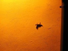 Tarentola mauritanica