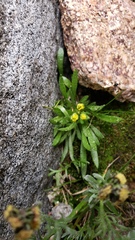Draba streptocarpa