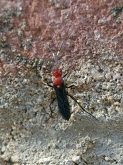 Ichneumonoidea