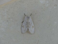 Naroma varipes