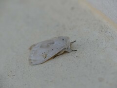 Naroma varipes