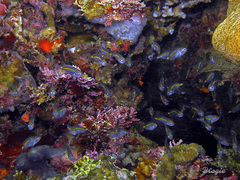 Acanthochromis polyacanthus