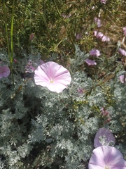 Convolvulus cantabrica
