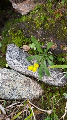 Draba streptocarpa