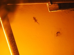 Tarentola mauritanica