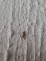 Menemerus bivittatus