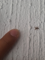 Menemerus bivittatus