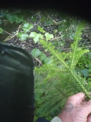 Araucaria heterophylla