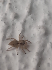 Menemerus bivittatus