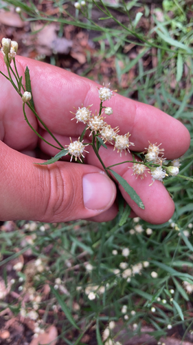 Image of Baccharis thesioides by no rights reserved