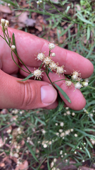 Baccharis thesioides