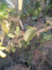 Strychnos madagascariensis